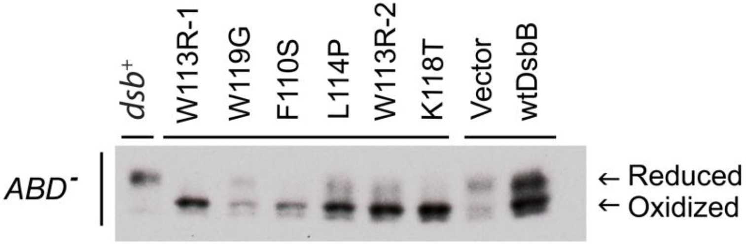 In vivo redox state analysis of DsbC in the presence of DsbB mutants in ΔdsbABD backgrounds.jpg